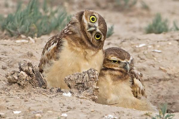 Two Burrowing Owls