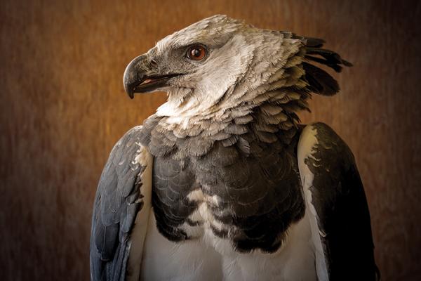 Harpy Eagle portrait