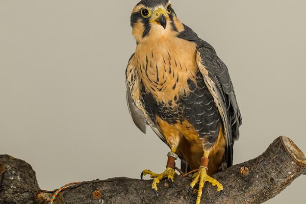 perched Aplomado Falcon