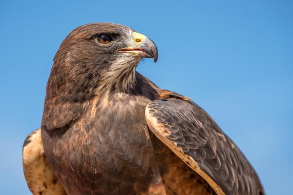 Griffin the dark morph Swainson's Hawk looks over her shoulder against a clear blue sky.