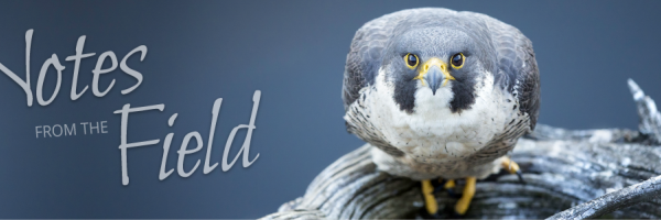 Notes from the Field and peregrine falcon photo