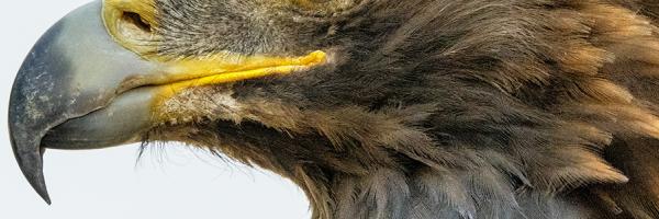 beak of Golden Eagle