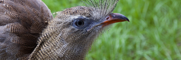 A close up photo of a Red-legged Seriema shows their feather crest just above their beak