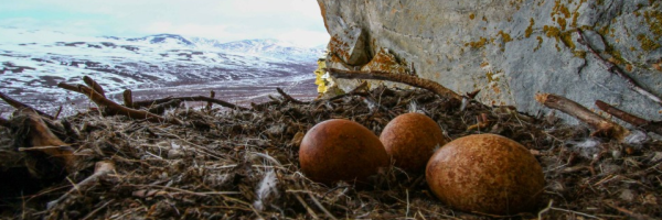 Three mottled brown Gyrfalcon eggs rest on a nest on a cliff overlooking snowy Alaskan terrain