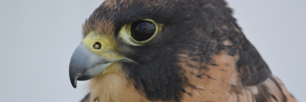 A close up on a Peregrine Falcon's head