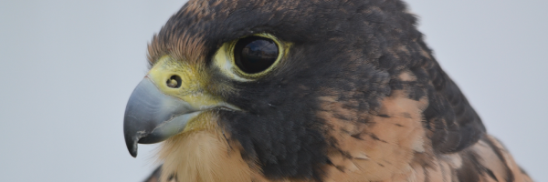 Great Black Hawk  The Peregrine Fund