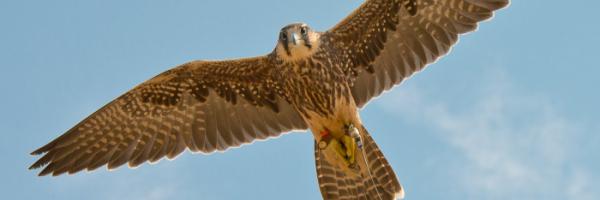 Lanner Falcon with wings spread flying overhead