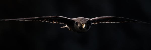 peregrine falcon flies out of the dark