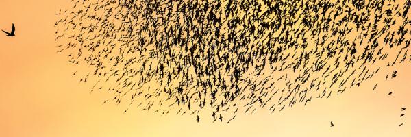 Peregrine Falcon chases large flock of shorebirds at sunset