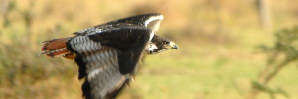 An Auger Buzzard in flight