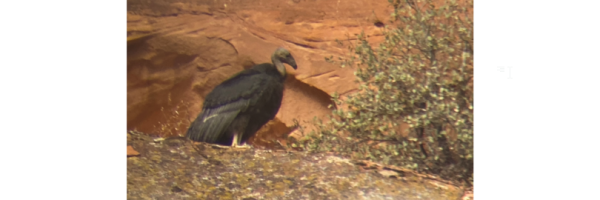 California Condor 1111 perches on a rock after fledging at Zion National Park