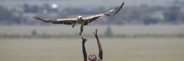 A field technician releases a Tawny Eagle in the plains