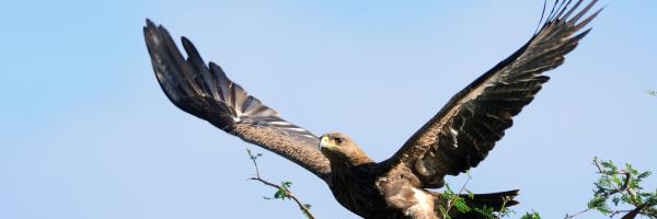 A Tawny Eagle takes flight from an Acacia Tree in Kenya