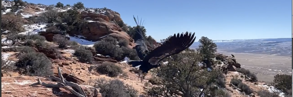 Condor 1111 taking off from a cliff