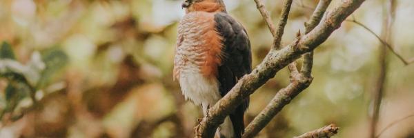 A Puerto Rican Sharp-shinned Hawk perched on a branch