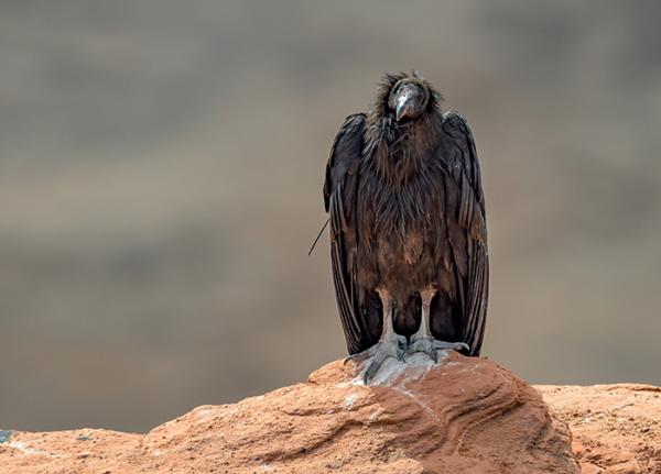 California Condor perched at the Grand Canyon