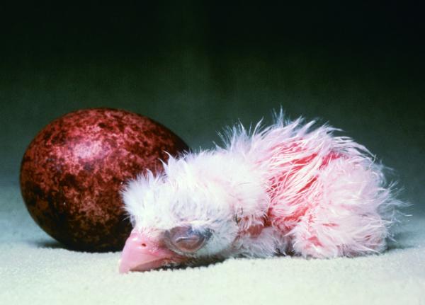 A newly-hatched chick sleeps next to an egg