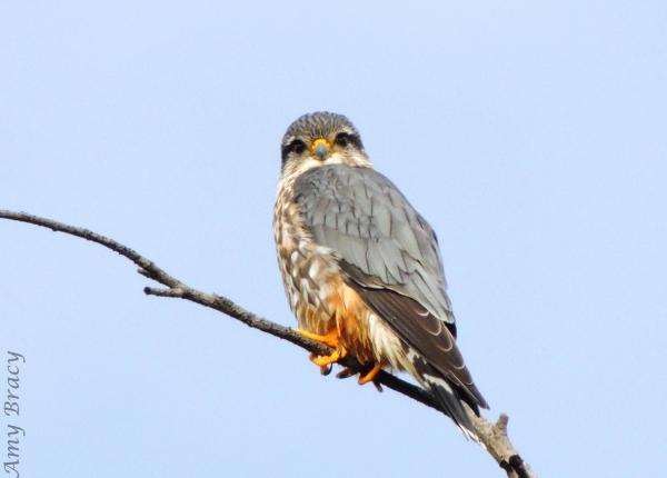pic Merlin Bird Of Prey Images merlin the peregrine fund