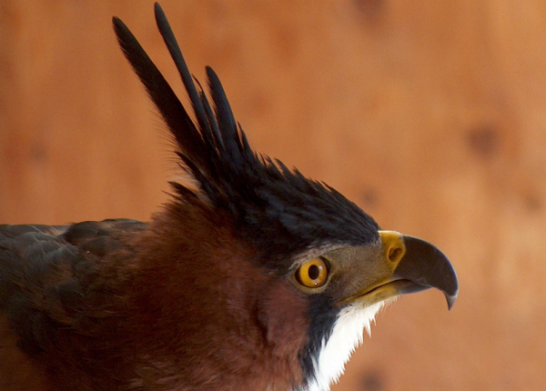 A side, head shot of the World Center for Birds of Prey's Ornate Hawk-eagle, Fancy. The side shot shows off her tall crest of three feathers, her brown head and back color and her white breast with black spots.