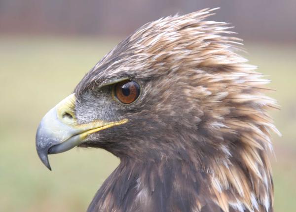 A close up of an Eastern Golden Eagle's head.