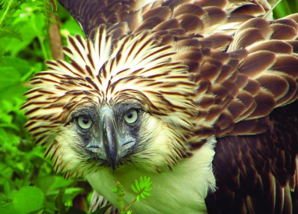 Philippine Eagle | The Peregrine Fund