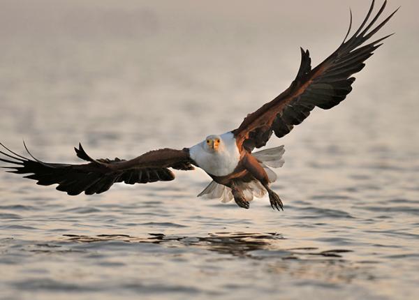 African Fish Eagle | The Peregrine Fund