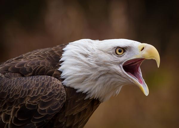 Bald Eagle screaming