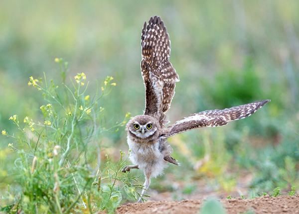 Burrowing Owl | The Peregrine Fund