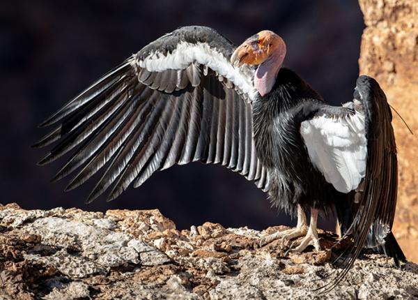 Exploring the California Condor Habitat: Where to Find Them  