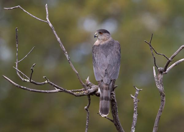 Coopers Hawk perched