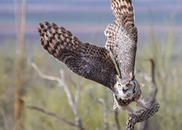 Great Horned Owl leaving perch