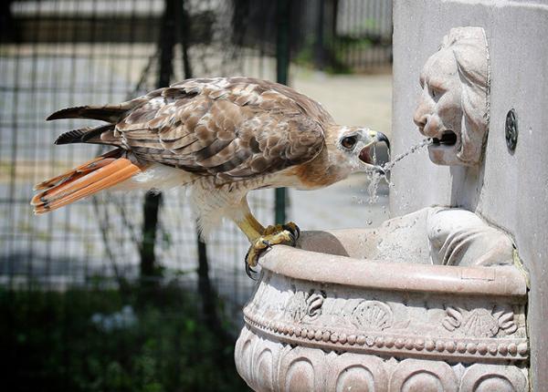 How Often Does a Red Tailed Hawk Eat 