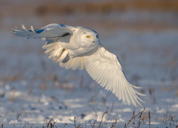 Snowy Owl | The Peregrine Fund