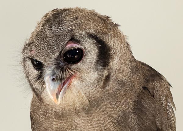 Verreaux's Eagle-owl Ollie portrait