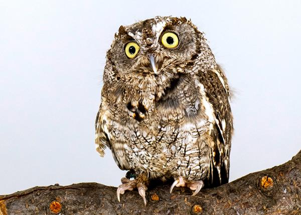 Western Screech Owl portrait