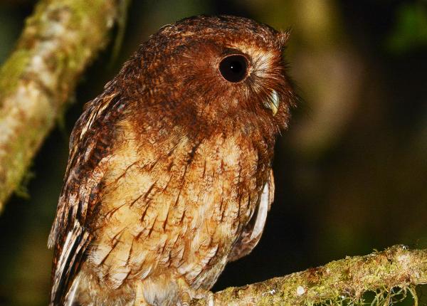 Rufescent Screech-Owl