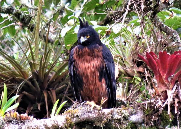 Black-and-Chestnut Eagle