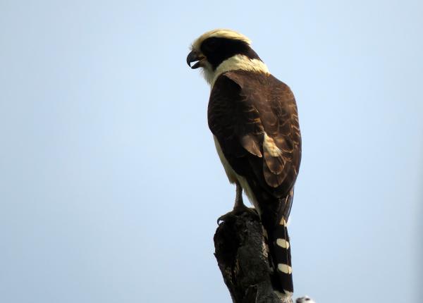 Laughing Falcon Perched
