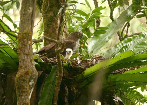 Madagascar Serpent Eagle on nest
