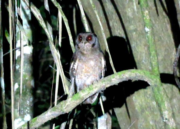 Tawny-bellied Screech-Owl