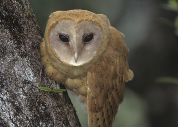 Madagascar Red Owl