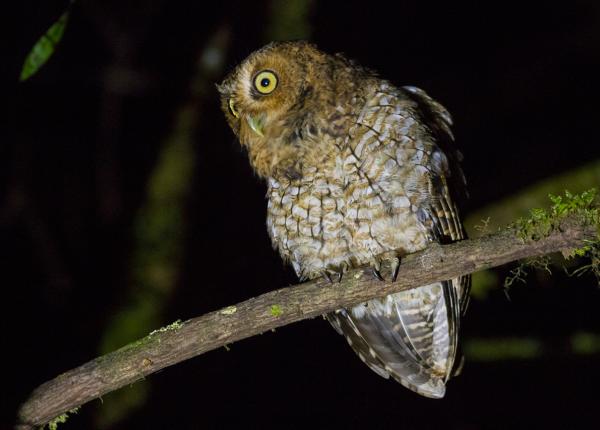 Bare Shanked Screech-Owl