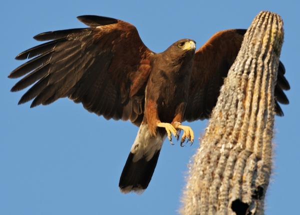 A Harris Hawk in flight and preparing to land on a tall cactus