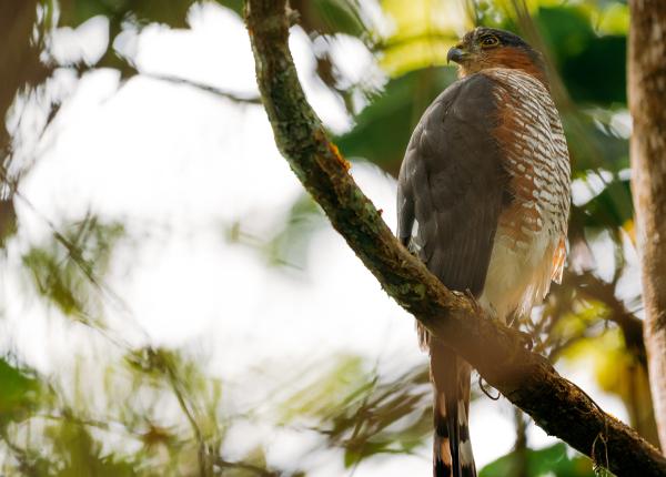 Adult Puerto Rican Sharp-shinned Hawk perched on a vine