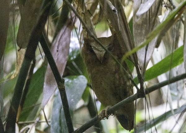 Serendib Scops Owl perched