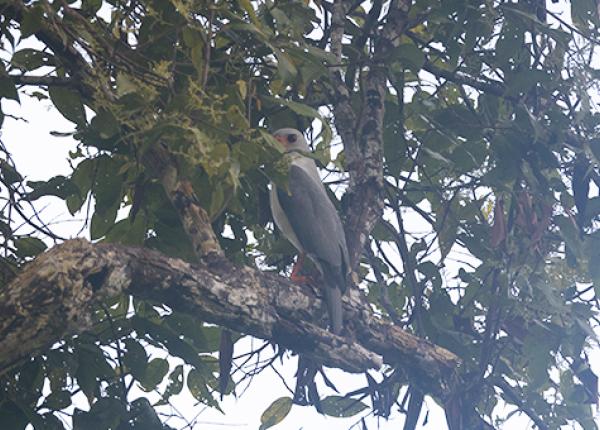 Gray headed goshawk in tree