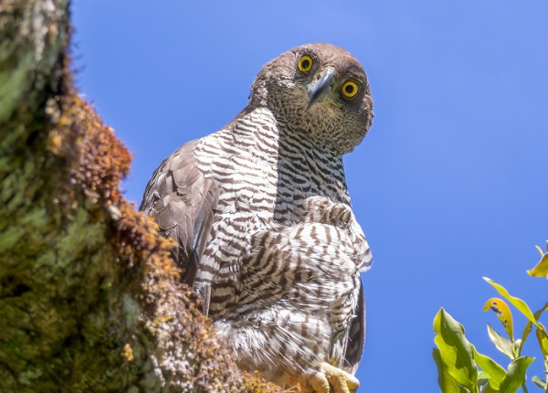 A Henst's Goshawk sitting on a moss-covered branch and looking down at the camera.