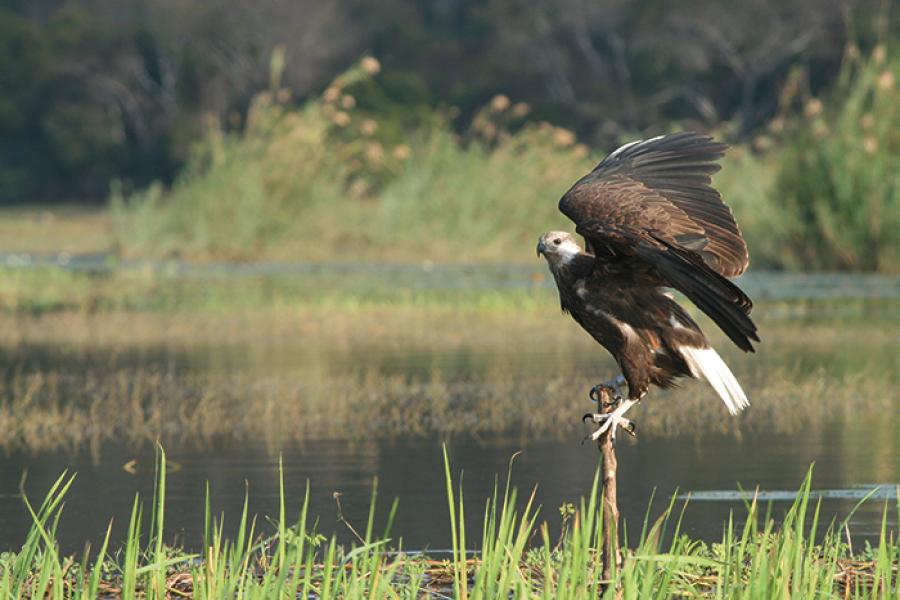 A Madagascar Fish-eagle perches at the edge of a lake