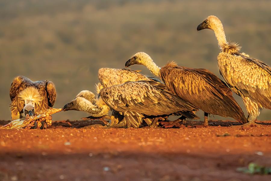 African White-backed Vultures feeding