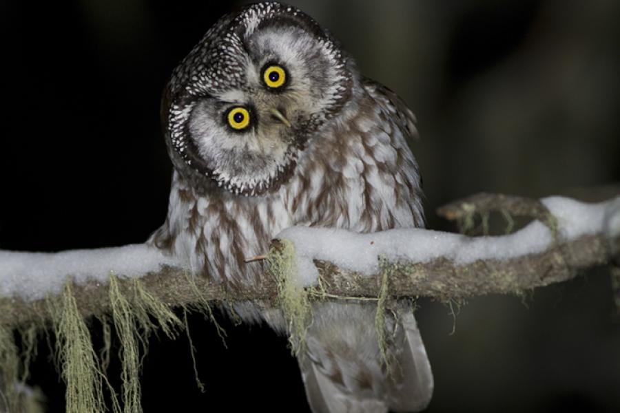 Boreal Owl perched on branch in snow